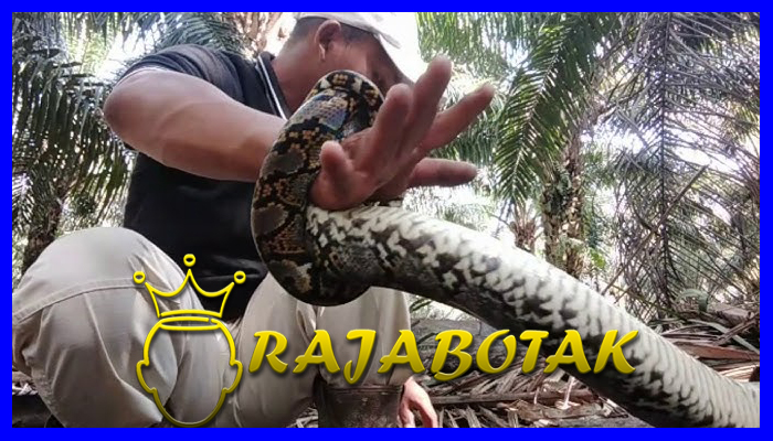 Aksi Nekat Ular Sanca Datangi Tempat Pemotongan Ayam