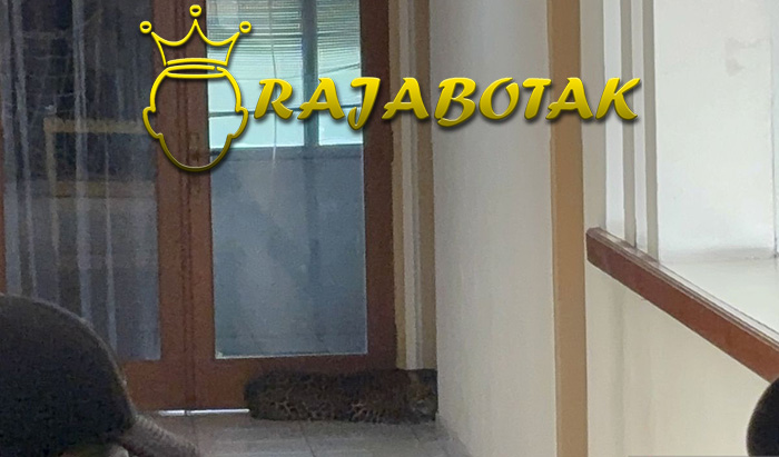 Macan Tutul Berhasil Di Evakuasi