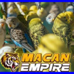 Penyelundup 336 Burung Sumatera Divonis 5 Tahun Penjara