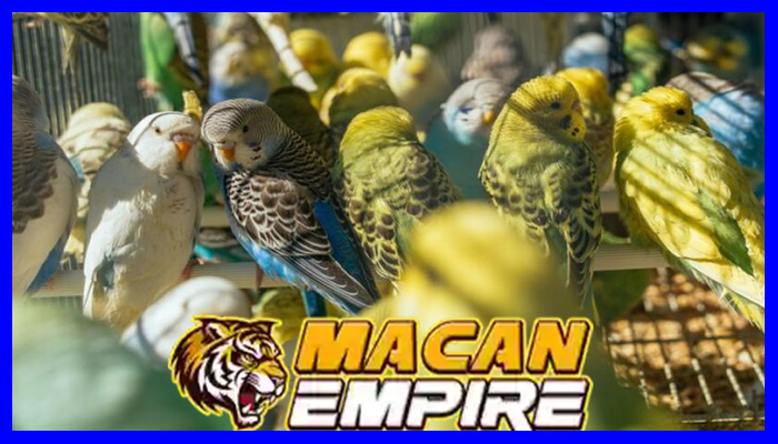 Penyelundup 336 Burung Sumatera Divonis 5 Tahun Penjara