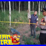 Pria Dibunuh Tetangganya Di Kebun Sawit Tulang Bawang